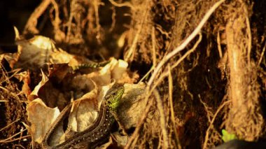 Kum kertenkele. Lacerta agilis Paz. Kum kertenkele Ava. 24