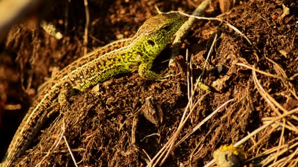 Sand lizard. Lacerta agilis in the sun. Sand lizard on the hunt. 26 — Stock Video