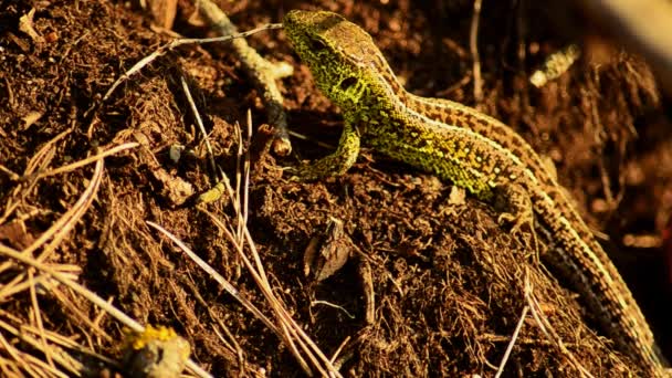 Sand lizard. Lacerta agilis in the sun. Sand lizard on the hunt. 27 — Stock Video