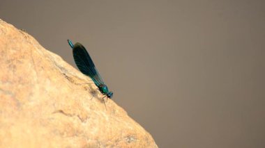 Calopteryx başak. Yusufçuk 