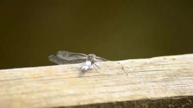 Böcek bir yusufçuk. Orthetrum albistylum. Beyaz yusufçuk 5