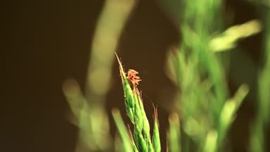 Böcek Cantharidae. Süper Elateroidea gelen böcekleri ailesi. Böceği itfaiyeci 7