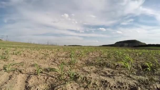 Grödan torkar upp. jordbruksmark. 1 — Stockvideo