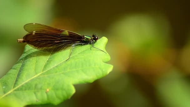 Calopteryx virgo. Libelle "schönes Mädchen". 9 — Stockvideo