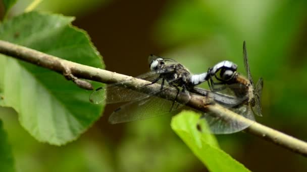 Reproducción de libélulas. Libélulas se reproducen en condiciones naturales 11 — Vídeos de Stock