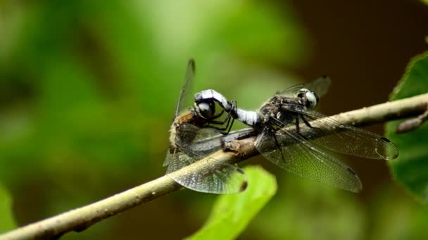 Reproducción de libélulas. Libélulas se reproducen en condiciones naturales 12 — Vídeo de stock