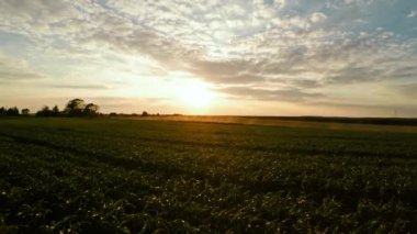 Dikim Mısır. Mısır küçük sürgünler. Mısır 68 üzerinde uçuş