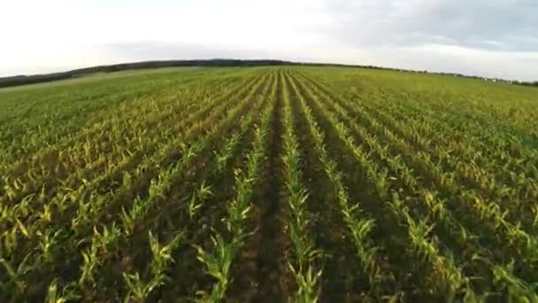 Beplanting corn. Kleine scheuten van maïs. Vlucht over maïs 64 — Stockvideo