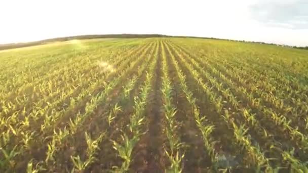 Plantando maíz. Pequeños brotes de maíz. Vuelo sobre maíz 65 — Vídeos de Stock