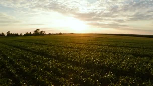 Sadzenia kukurydzy. Małych pędy kukurydzy. Lot nad kukurydzy 66 — Wideo stockowe