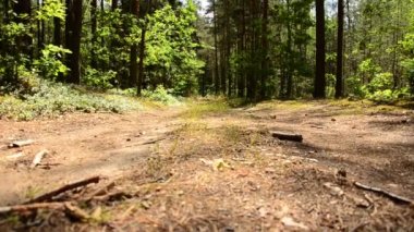 Orman yolu, yol ormana 90.