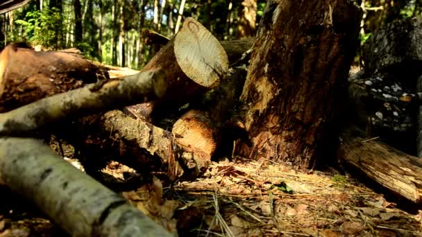 Madeira caída. A destruição das florestas. Árvores derrubadas na floresta. 85 — Vídeo de Stock