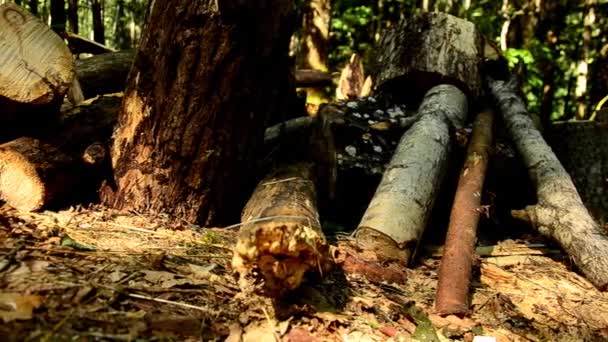 Уничтожение лесов. Свалившиеся деревья в лесу. 84 — стоковое видео