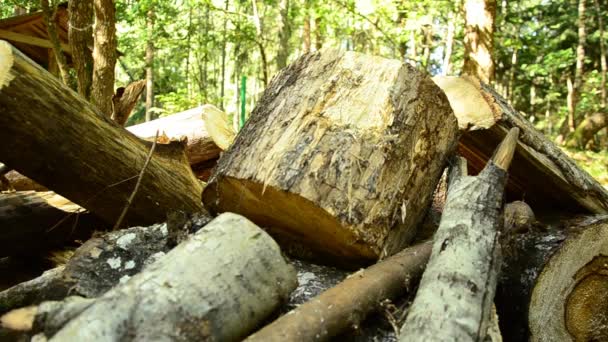 Gevallen hout. De vernietiging van de bossen. Samengevouwen bomen in het bos. 88 — Stockvideo