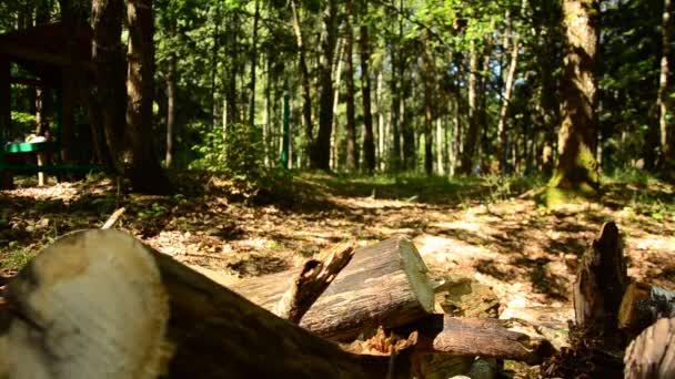 Cayeron árboles en el bosque. 89 — Vídeos de Stock