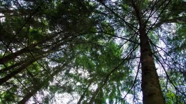 V korunách. Koruny stromů v oblacích. 9 — Stock video