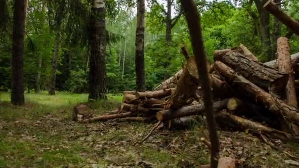 Floresta no meio do tempo. Firewood. Time Lapse. 10 — Vídeo de Stock