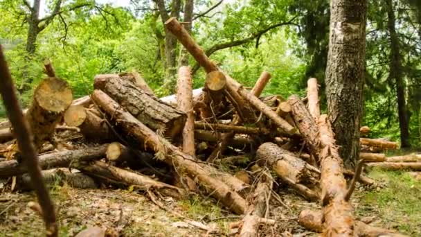 Palivové dříví ničení stromů. Les v mezidobí času. Palivové dříví. Časová prodleva. 11. — Stock video