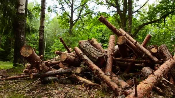 Arboles de leña destrucción. Bosque en el ínterin del tiempo. Leña. Time Lapse. 13. — Vídeos de Stock