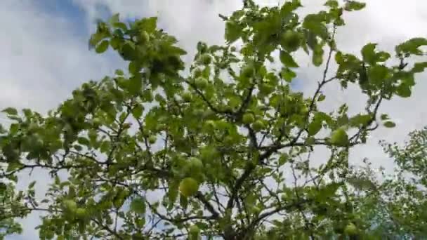 水果在花园里。苹果, 花园, 时间, 天空。20 — 图库视频影像