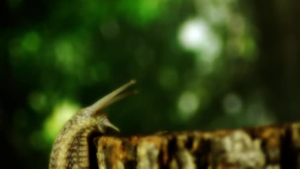 木の野生動物のカタツムリ。フォレスト内のツリー上のカタツムリ。7 — ストック動画