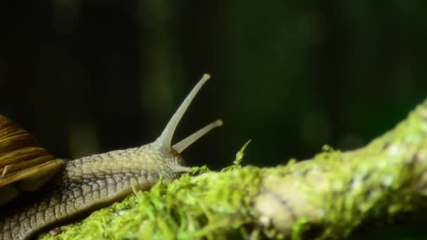 Schnecke. Weinbergschnecke im natürlichen Lebensraum 45. — Stockvideo