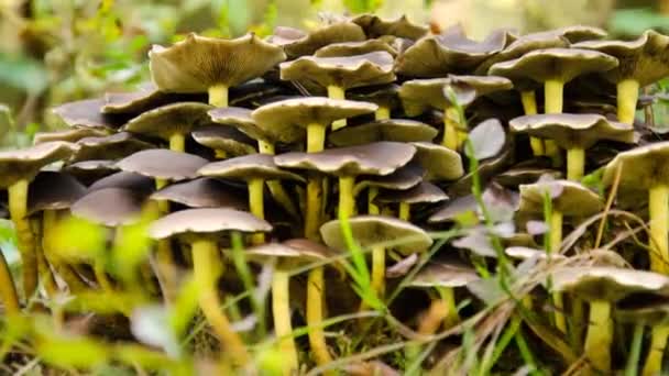 False mushrooms grow in the forest in September 18 — Stock Video