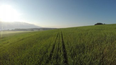Tarım sabah uçuş. Ürün üzerinde uçuş. Büyüme kontrol.