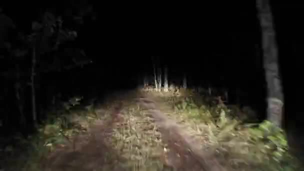 Estrada da floresta nocturna Passeios à noite. 14 — Vídeo de Stock