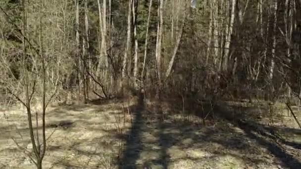 古い森林。春水。89 — ストック動画