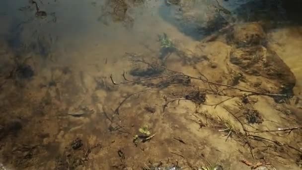 Eski orman temiz nehirde. Bahar. Güneş yansıması. 88 — Stok video