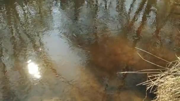 Sauberer Fluss im alten Wald. Frühling. 87 — Stockvideo