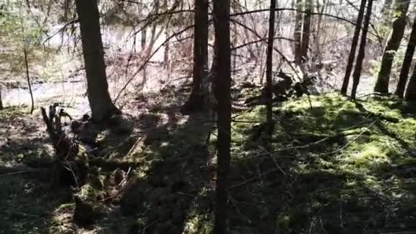 Старый лес. С родниковой водой. 85 — стоковое видео