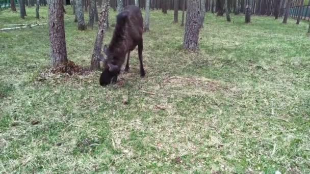 Elchfutter im Wald. der Elch befindet sich im Schutzgebiet des Beresinski-Reservats. — Stockvideo