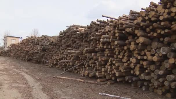 Cutting down trees. Wood storage warehouse. Wood. — Stock Video