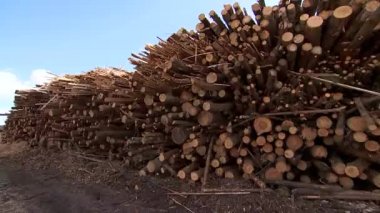 Ağaçları kesmek. Ahşap depo. Ahşap.