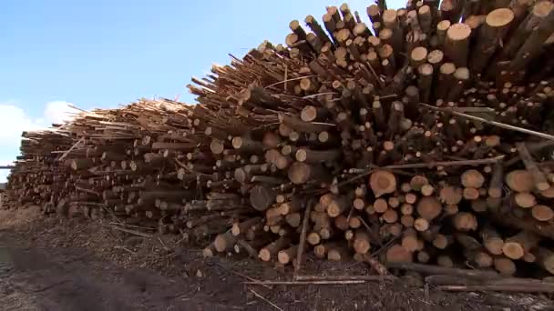 Κόβω δέντρα. Αποθήκη ξύλου. Ξύλο. — Αρχείο Βίντεο