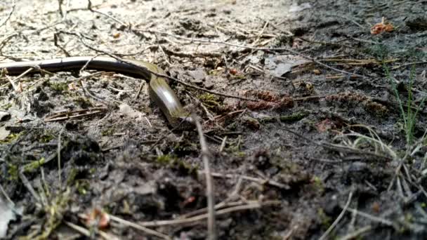False snake. Breaking spindle. Anguis fragilis. lizard of the family Vera Anguidae . — Stock Video