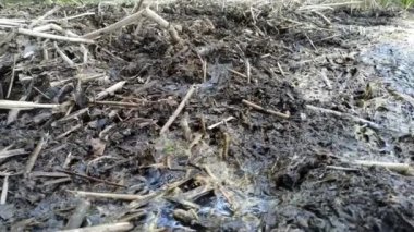 Su kirliliği. Dünyanın rezervuarların kontaminasyonu. Su içme için uygun değildir.