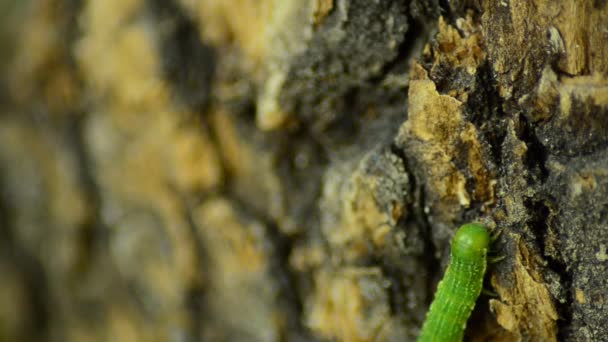 Caterpillar Biston betularia. Orman haşere tırtıl — Stok video