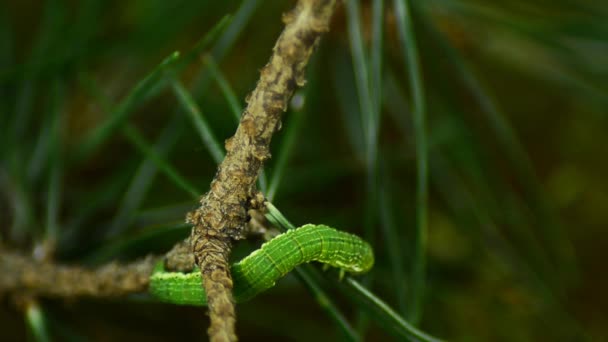 Caterpillar Biston betularia. Leśny gąsienica — Wideo stockowe