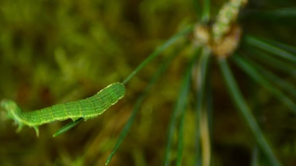 Caterpillar Biston betularia. Leśny gąsienica — Wideo stockowe