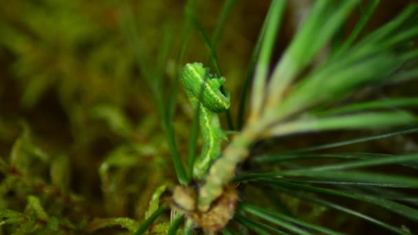 Caterpillar Biston betularia. Skogsskadedjur Caterpillar — Stockvideo