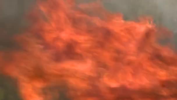 Skogen brinner. Brand. Brinnande någon annans hus. In Flames — Stockvideo