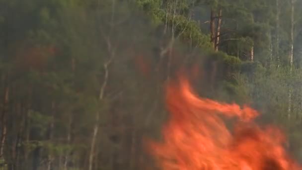 Fortemente foresta in fiamme. Un disastro naturale. Foresta in fiamme — Video Stock