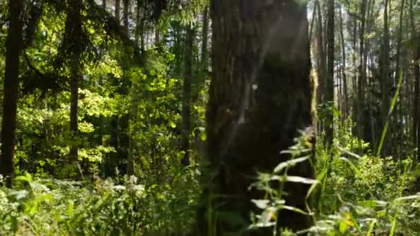 Tät skog. Skog i soligt väder.. Skog, natur, Timelapse. — Stockvideo