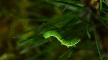 Caterpillar Geometridae. Orman zararlıları anlamına gelir. Caterpillar paraziti.