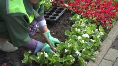 Şehir genelinde çiçek tarhında çiçek dikin.