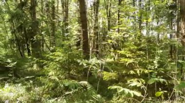 Yaprak döken orman Avrupa ormanı. Çeşitli ağaçlar.