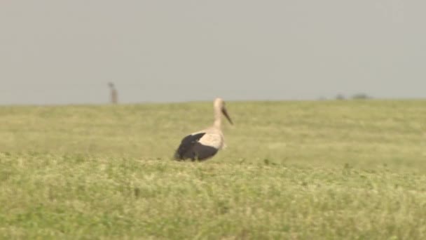 Cigüeña pasea por el campo buscando comida . — Vídeos de Stock